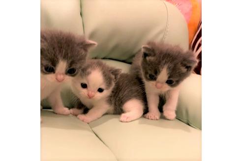 成約済の大阪府のブリティッシュショートヘア-5702の1枚目